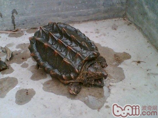 Introduction to species information about alligator turtles