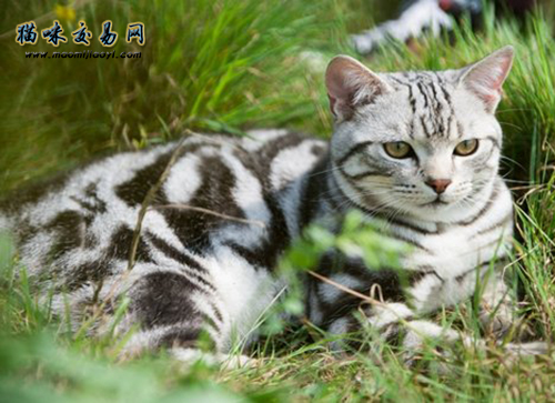 Lanzhou purebred British shorthair cat price!