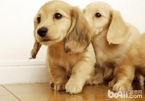 Want to get close to the dog Dogs may start from their owners