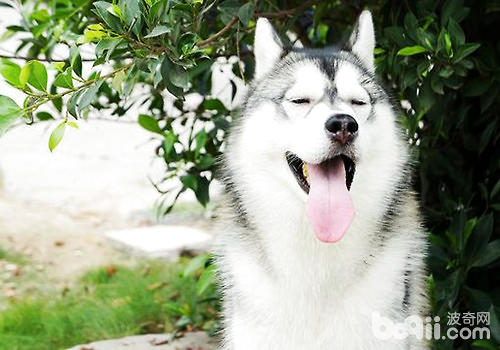 Some important things to pay attention to when raising Huskies in summer