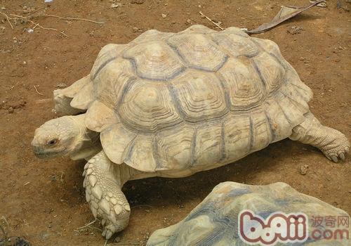 Introduction to Sulcata Tortoise