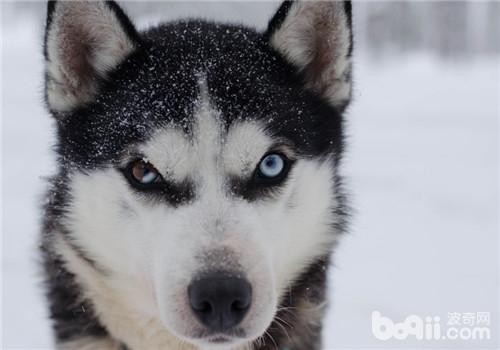 Smog Tengu The health care focus of dogs