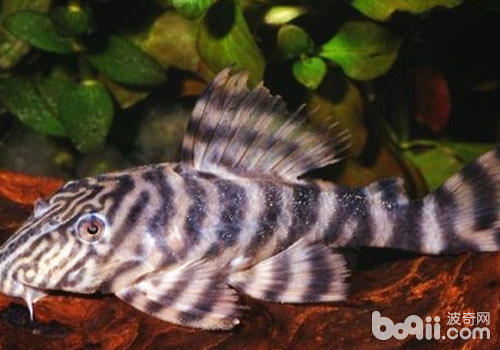 How to raise tiger fish with special shapes