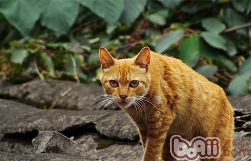 Sichuan Jianzhou Cat Introduction