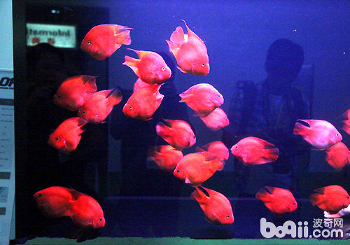 Some tips for raising parrot fish