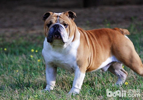 Dog Fat It’s hard to live long if you’re fat” title=