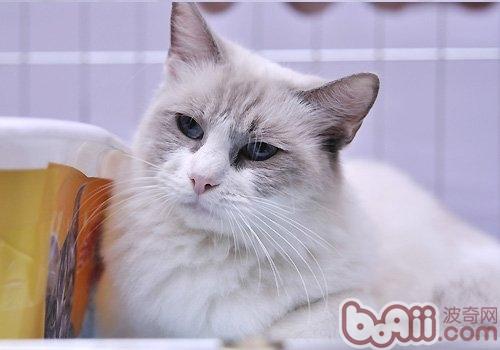 How to identify Birman cats and Ragdoll cats