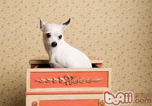 Dogs being afraid of heights is sometimes a bad thing