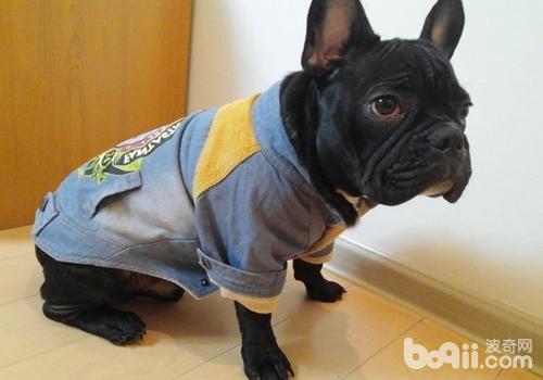 How to differentiate between French Bulldog and Boston Terrier