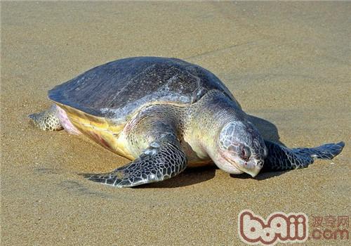 Tranquility and Yangli Introduction to the species of turtles