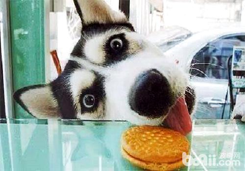 Is it okay to feed a husky? 