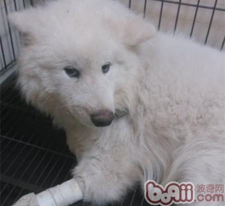 Precautions for caring for small animals