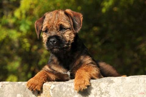 How to train a puppy not to attack people? (Picture 2)