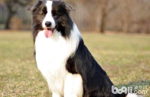 Ranking list of the smartest dogs