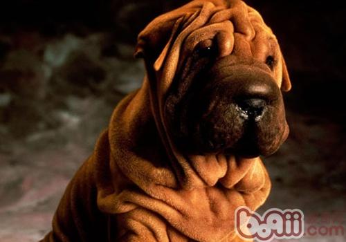 Can I get pregnant? If you are pregnant, you must not be able to keep a dog.