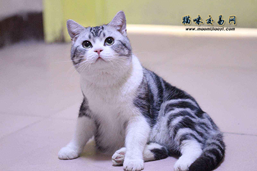 Purebred British Shorthair Cat Price in Lanzhou!