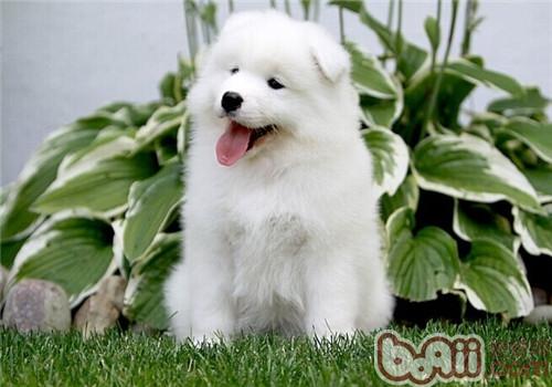 Teach you how to distinguish between Samoyed and Silver Fox