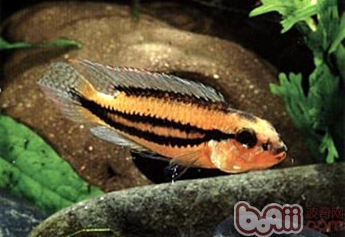 Introduction to the species of double-daisy short sea bream