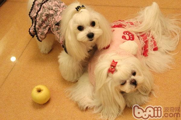 The focus of raising the Maltese dog