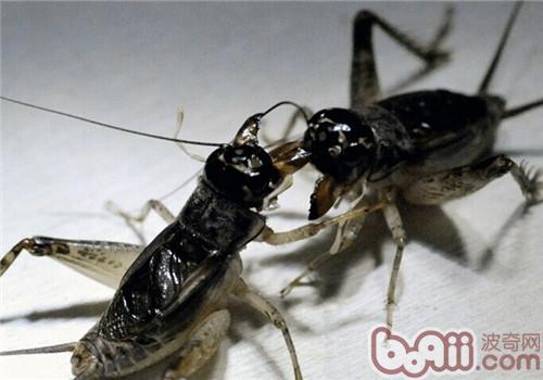 Morphological Characteristics of Crickets