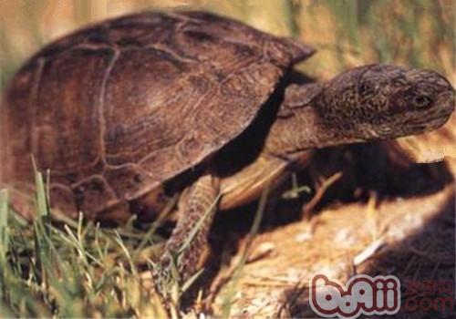 Bog Box Turtle Species Introduction