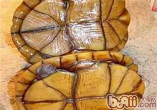 Folded Mud Turtle Introduction to the species of the folded mud turtle