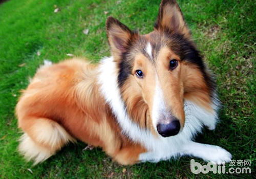 Is there any problem with dogs eating raw food?