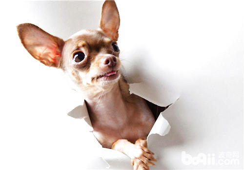 The definition and characteristics of natural dog food